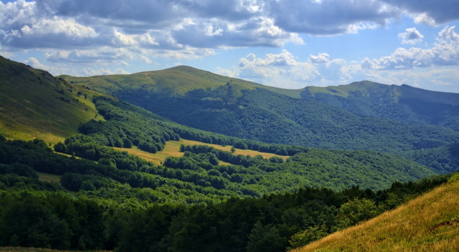 fot. Pixabay Bieszczady: Ciężarne żubrzyce opuszczają śródleśne łąki