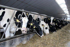 Nowe badanie krwi w walce z gruźlicą bydła