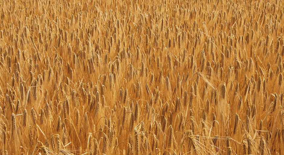 Po Zerno: Zbiory zboż w Rosji w 2016 r. mogą osiągnąc 110 mln ton (Fot. pixabay.com) Rosja: Rosną prognozy tegorocznych zbiorów zbóż