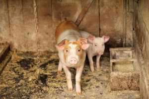 KE: Wzrasta eksport unijnej wieprzowiny na rynki azjatyckie