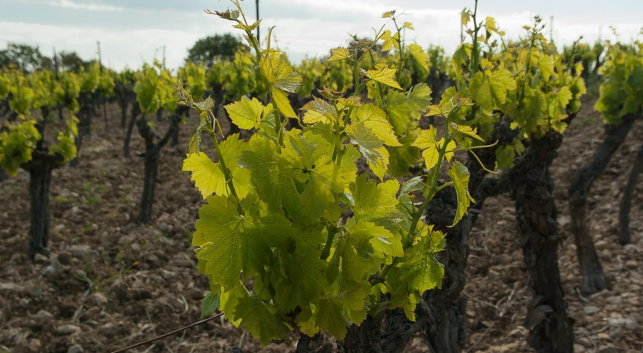 W 2015 r we Francja najdroższa była ziemia w rejonach uprawy winorośli (Fot.pixabay.com) Francja: Rosną ceny gruntów rolnych