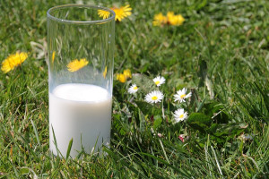 Jak Niemcy pomogą producentom mleka?