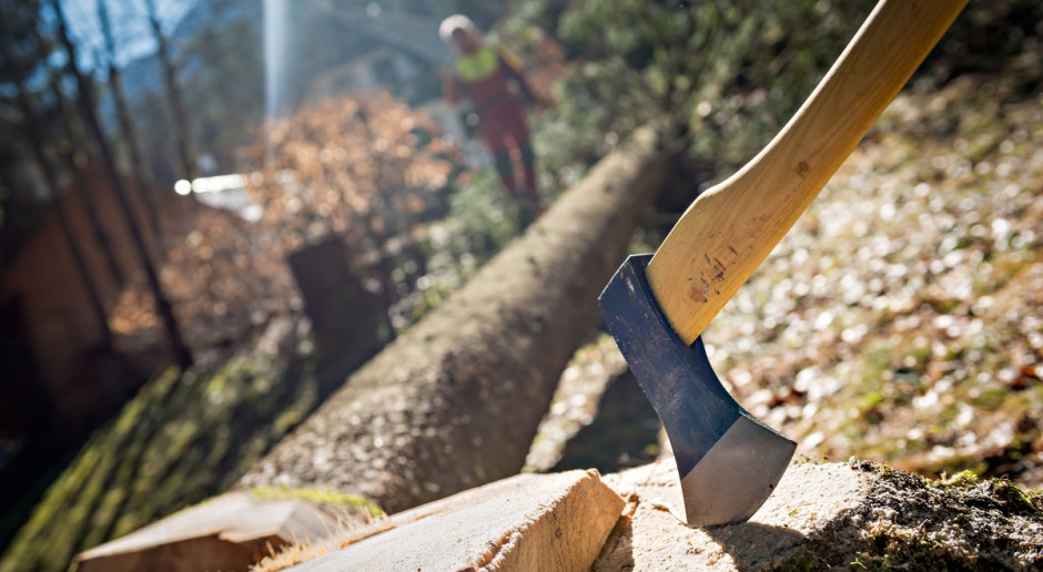 Fot. Shutterstock PO i N: Nie pozwolimy na pielęgnację Puszczy Białowieskiej siekierą
