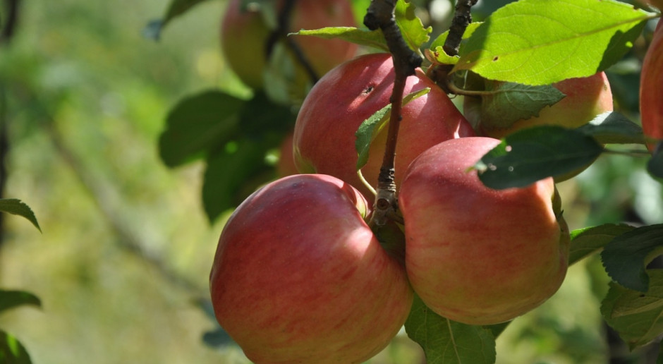 Komisja Europejska przedłużyła wsparcie dla producentów owoców i warzyw do 30 czerwca 2017 r. UE: Wsparcie dla producentów owoców i warzyw