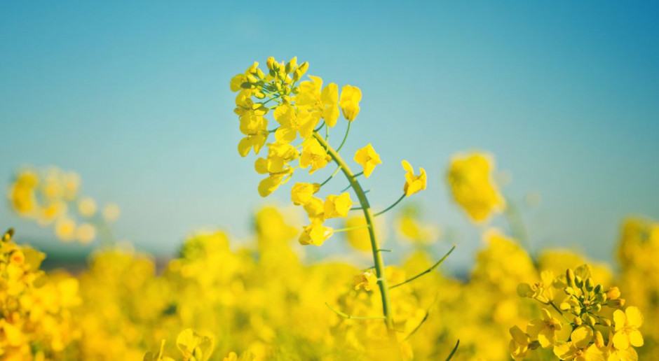 Fot. Shutterstock Nieznaczny wzrost ceny rzepaku