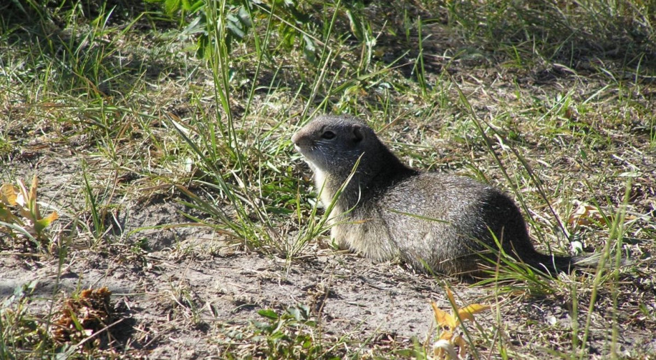 W 2004 obszar lotniska trawiastego w Świdniku (ponad 122 ha) zgłoszono do sieci Natura 2000, ze względu na występujący tam gatunek chroniony, jakim jest suseł perełkowany; Fot. pixabay Szyszko zawiadamia prokuraturę ws. zniszczenia siedliska susła w Świdniku