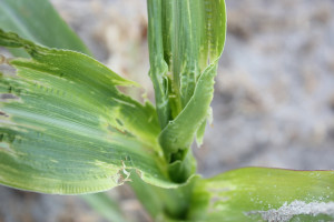 Ploniarka zbożówka w kukurydzy – oceń rozmiar szkód