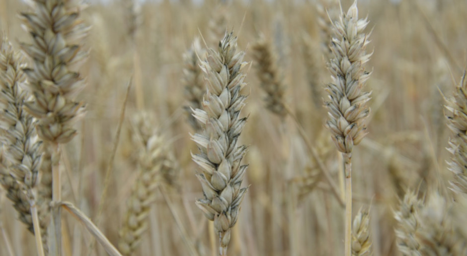 Czerń zbóż początkowo widoczna jest placowo i szybko obejmuje plantację; Fot. Katarzyna Szulc Czerń zbóż w tym sezonie nie odpuści