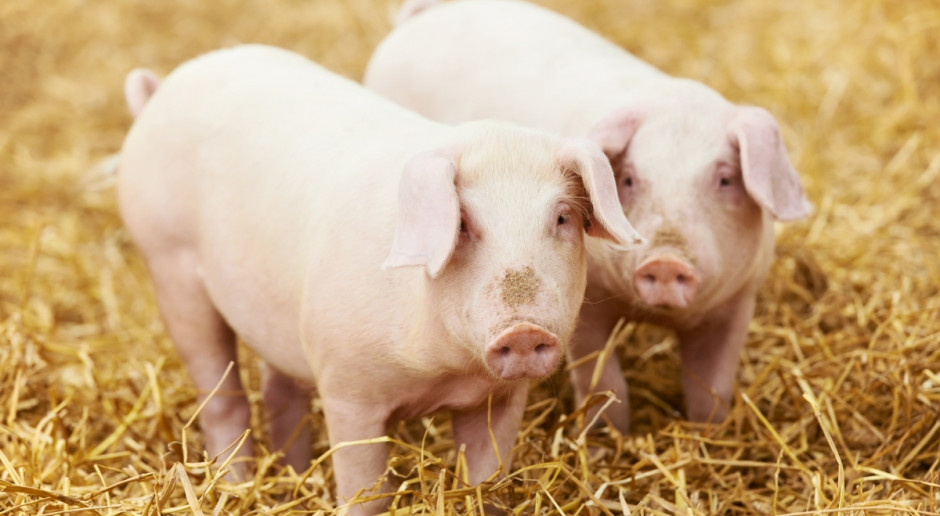 Czy uda się odtworzyć drobną produkcję trzody? fot. Fotolia Sprzedaż bezpośrednia umożliwi ożywienie produkcji trzody
