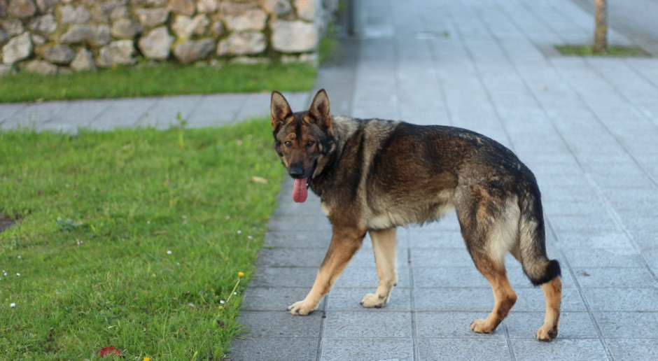 Dwa tygodnie przed wakacjami zaczyna się najgorszy okres w roku. Do schronisk trafia bardzo dużo psów i kotów, fot. Pixabay TOZ: Porzucanie zwierząt do przestępstwo - rusza kampania społeczna