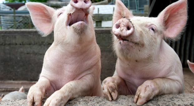 Kredyt na ponowne uruchomienie produkcji świń zaprzestanej w związku z ASF