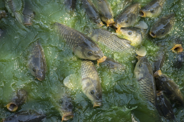 Śnięte ryby w Krznie, sprawę bada inspekcja środowiska