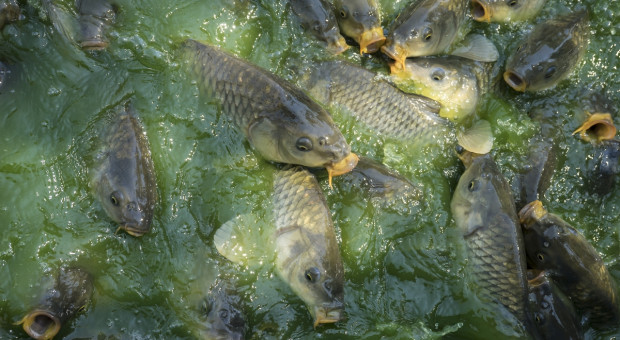 Śnięte ryby w Krznie, sprawę bada inspekcja środowiska