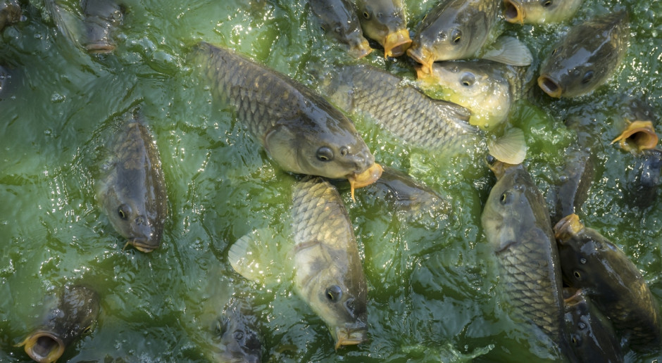 Fot. Shutterstock MGMiŻŚ: w br. nie ma zagrożenia utraty unijnych środków na rybołówstwo