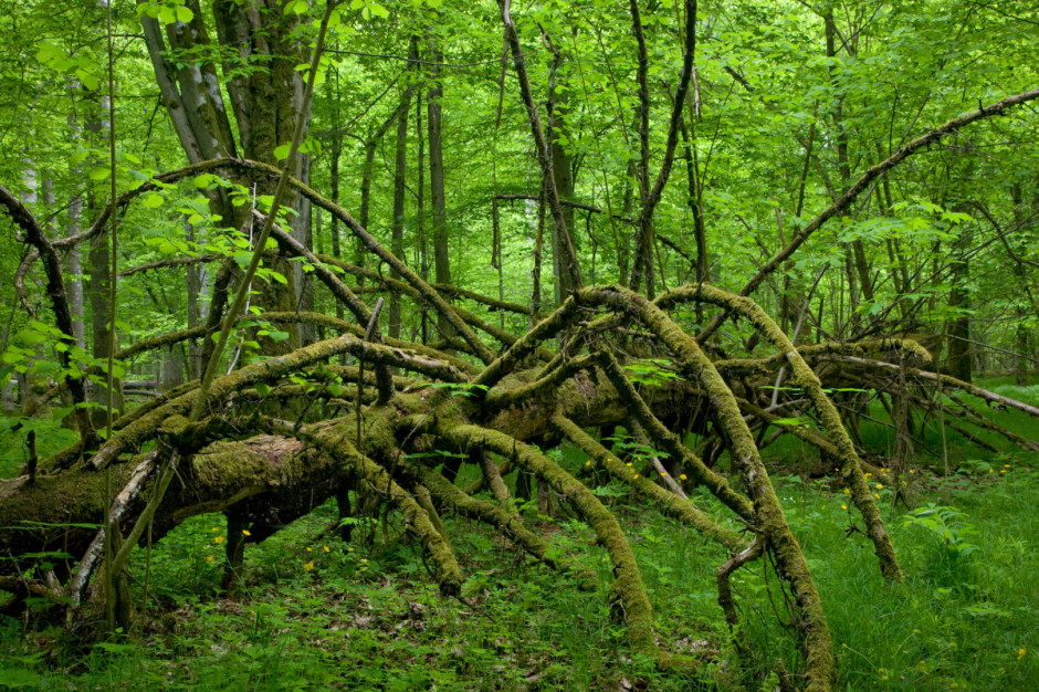 Spór o Puszczę Białowieska trwa, fot. Shutterstock