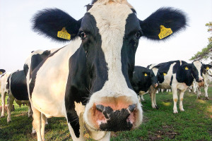 Jak przetrwać dekoniunkturę na rynku mleka?