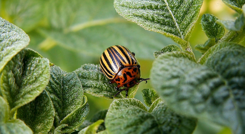 Stonka ziemniaczana. Fot. Pixabay Stonka nadal żeruje