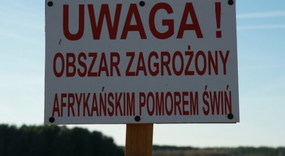 Występowanie choroby stwierdzono w gospodarstwie liczącym 292 świnie. Fot. minrol.gov.pl Nowe ognisko ASF u świń na Podlasiu