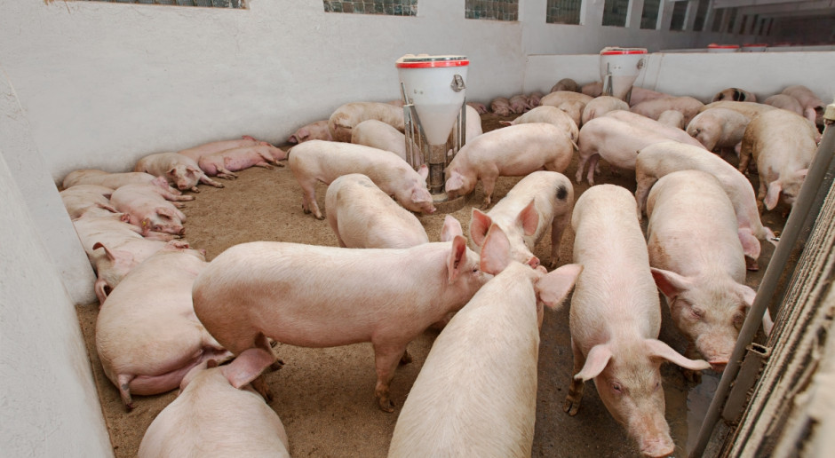 Ognisko ASF pod w gospodarstwie pod Hajnówką wykryto w czwartek. Utrzymywano tam prawie 300 sztuk trzody, fot. Shutterstock MRiRW: Zlikwidowano ognisko ASF w gminie Hajnówka