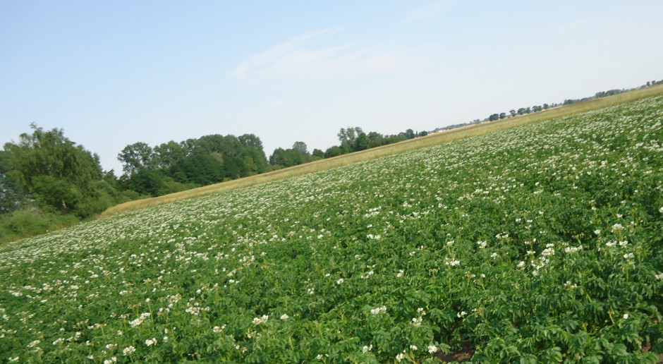 W zależności od regionu stan plantacji ziemniaków jest zróżnicowany; Fot. Anna Kobus Stan plantacji ziemniaczanych w kraju