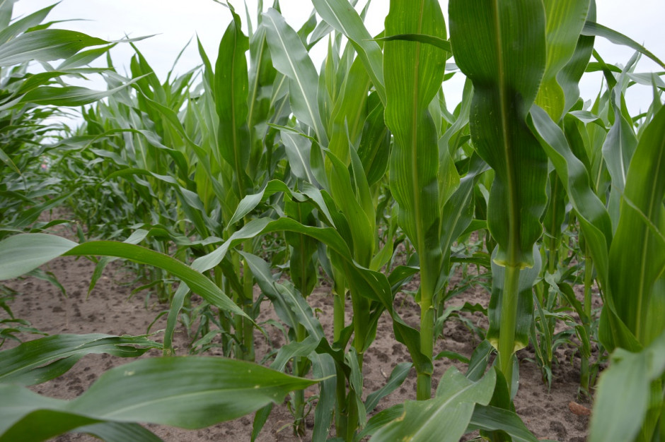 W tej chwili jest czas introdukcji kruszynka na plantacjach kukurydzy; Fot. Katarzyna Szulc