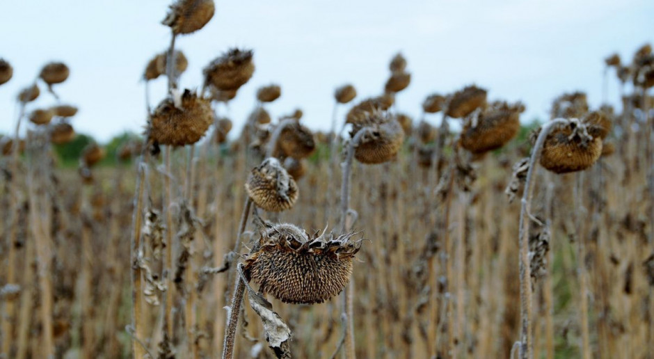 Susza, ulewy, porywiste wiatry, gradobicia, intensywne burze, które w czerwcu przetoczyły się przez Polskę, spowodowały znaczne straty w uprawach rolnych; Fot. pixabay Będzie spotkanie wojewodów w związku z klęskami żywiołowymi, które dotykają rolnictwo