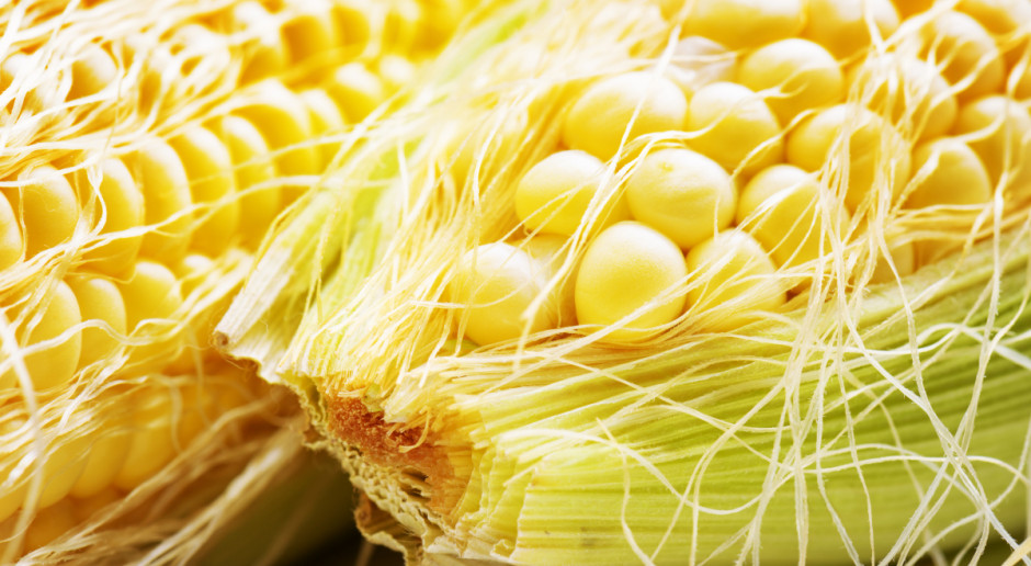 Fot. Shutterstock Tylko kukurydza na MATIF podrożała