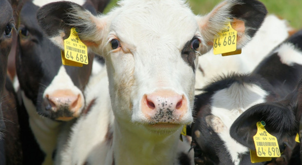 Jakie będą ceny mleka oraz żywca wołowego w najbliższych miesiącach?
