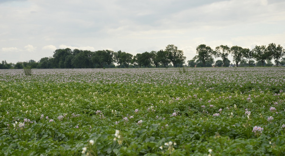 Najwyższe dopuszczalne poziomy pozostałości chloropiryfosu zostały zmniejszone; Fot. Katarzyna Szulc Zmieniono dopuszczalne poziomy pozostałości chloropiryfosu