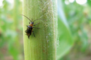 Bardzo wczesny pojaw chrząszczy stonki kukurydzianej
