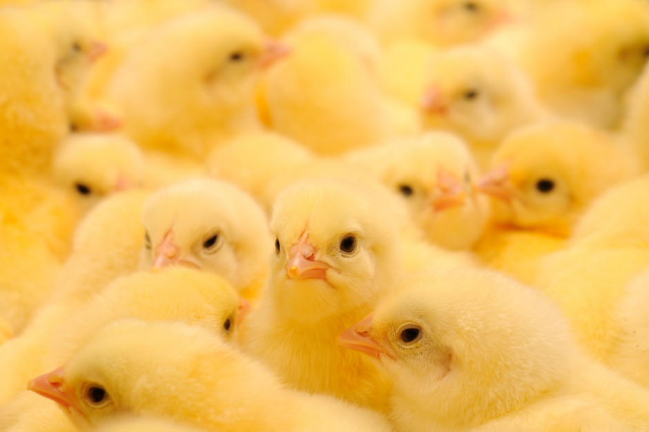 W świadectwie zdrowia zawarte zostały warunki eksportu z Polski piskląt i jaj wylęgowych; Fot. Shutterstock