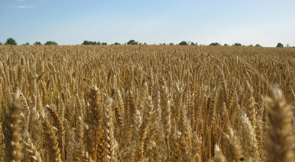 Plantacja pszenicy; Fot. Pixabay Ceny zbóż na stałym poziomie