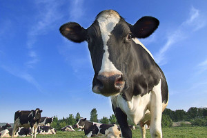 Spada pogłowie krów mlecznych w Polsce