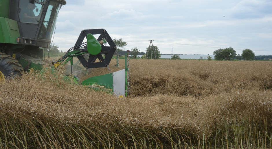 Ile rzepaku zbiorą rolnicy w tym sezonie? Fot. Katarzyna Szulc KZPRiRB: Ile rzepaku zbiorą rolnicy w tym sezonie?