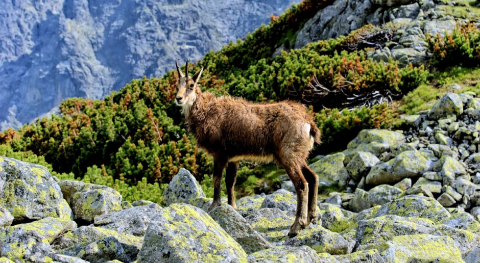 Kozica jest gatunkiem chronionym. Zwierzęta te żyją w niewielkich stadach, a na ich czele stoi zawsze doświadczona samica z młodym, tzw. licówka; Fot. pixabay Liczba kozic w Tatrach nieco większa niż w ubiegłym roku