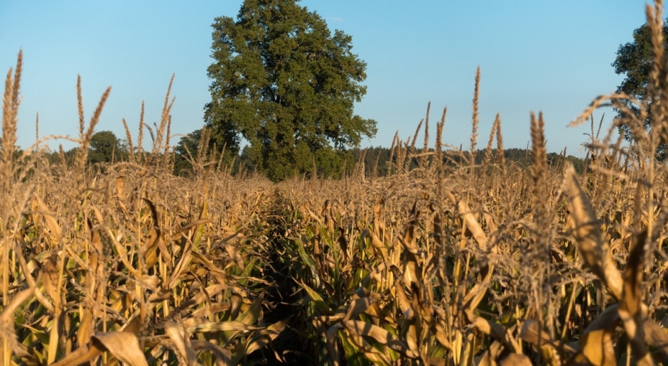 Copa-Cogeca: Prognozy dotyczące zbiorów kukurydzy w UE sa niepewne (Fot.pixabay.com) Copa-Cogeca prognozuje spadki zbiorów zbóż i oleistych