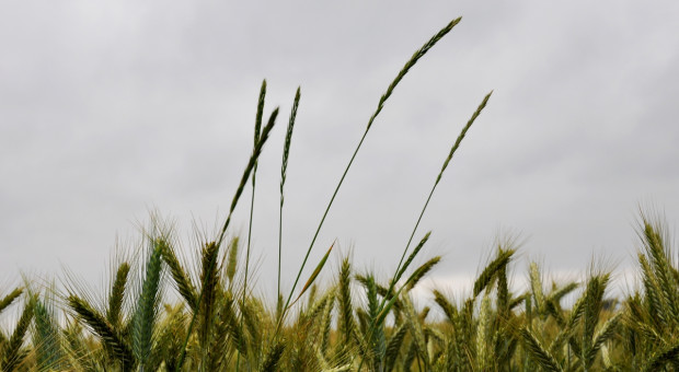Zwalczanie perzu w dojrzewających łanach zbóż