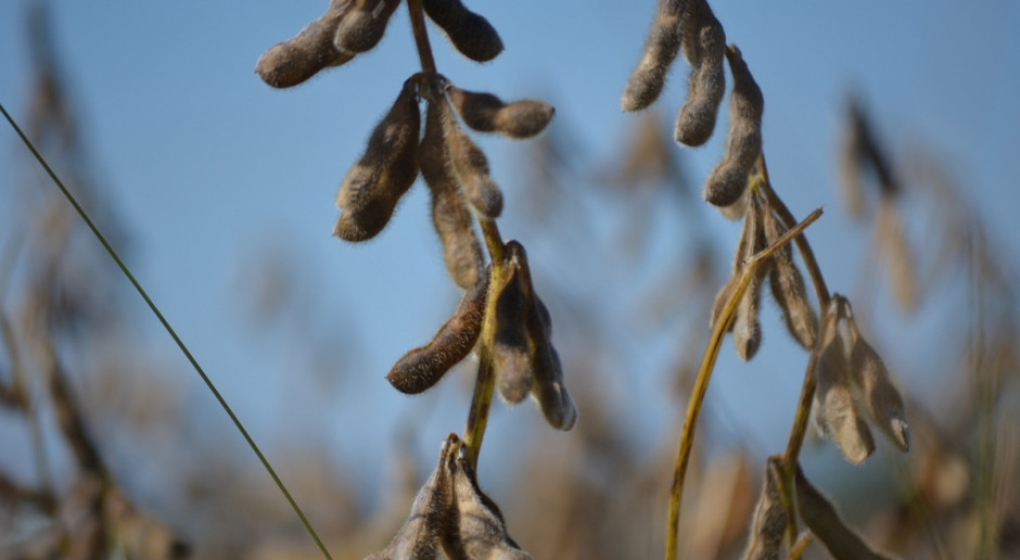 IGC: Światowa produkcji soi w sezonie 2016/2017 prognozowana jest na 319,6 mln ton (Fot.pixabay.com) IGC: Lipcowa prognoza dla światowego rynku zbóż i soi