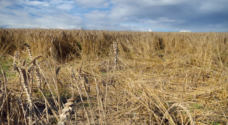 Fot. Shutterstock Prezydent podpisał ustawę zmieniającą sposób szacowania szkód łowieckich