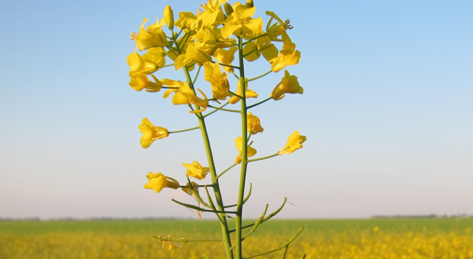 Fot. Shutterstock Na koniec tygodnia ceny oleistych znacznie wzrosły