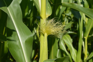 Dobre warunki do kwitnienia kukurydzy