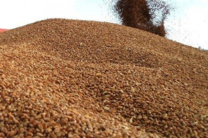 UE: Eksport zbóż prawie rekordowy