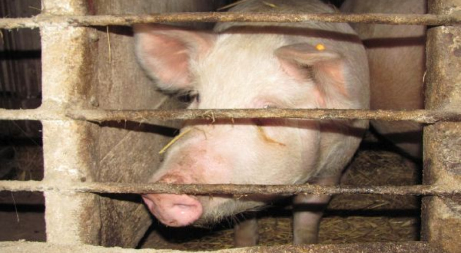 Zdaniem ekonomisy banku Credit Agricole, w najbliższym czasie czekają nas dalsze podwyżki cen świń Fot. Farmer.pl Wzrost cen tuczników powinien mieć charakter trwały