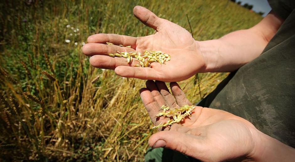 Spadają rolnicze dochody; fot. pixabay 2015 – czwarty „chudy rok”