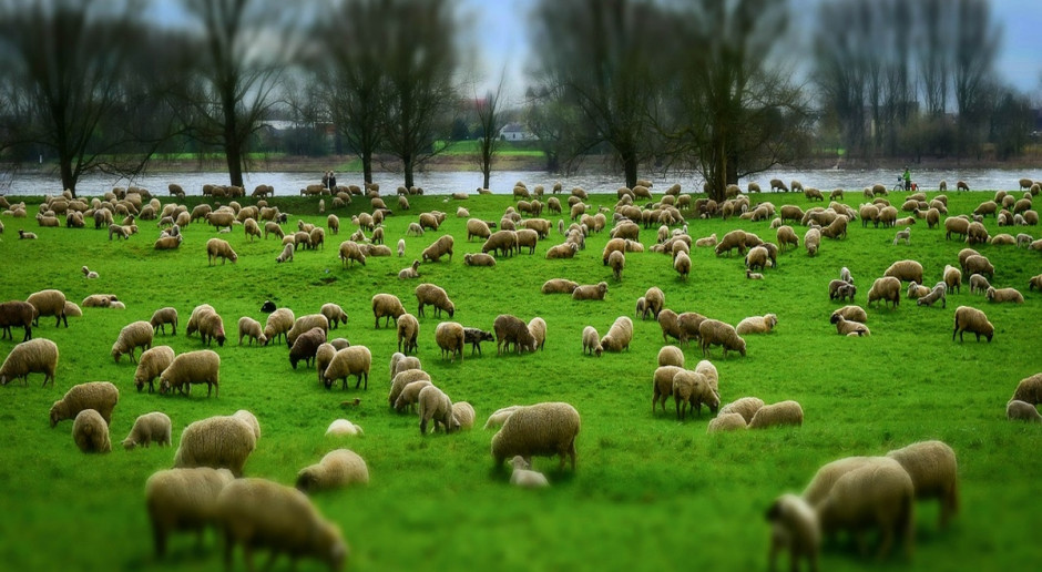 UE: W 216 r. maleje przecietna cena jagniąt (Fot.pixabay.com) IERiGŻ-PIB: Spadkowa tendencja cen owiec i jagniąt w UE trwa nadal
