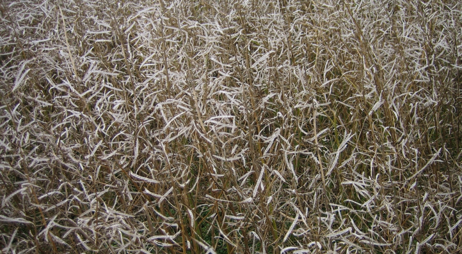 Łuszczyny rzepaku wymłócone przez grad; Fot. Anna Kobus Rzepak wymłócony przez grad