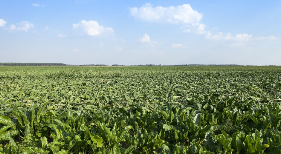 Jak oceniają eksperci IERiGŻ powierzchnia zasiewów buraków cukrowych w 2016 roku wynosi ok. 201 tys. ha, fot. Shutterstock Ceny cukru rosną, mimo dużej tegorocznej produkcji