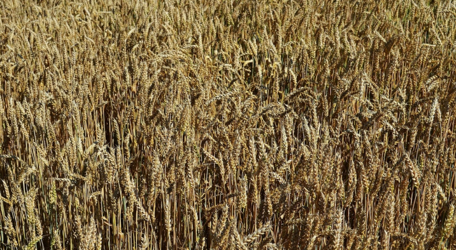 Amerykańskie ministerstwo rolnictwa (USDA) prognozuje rekordowe światowe zbiory pszenicy (Fot.pixabay.com) USDA oczekuje rekordowych światowych zbiorów pszenicy