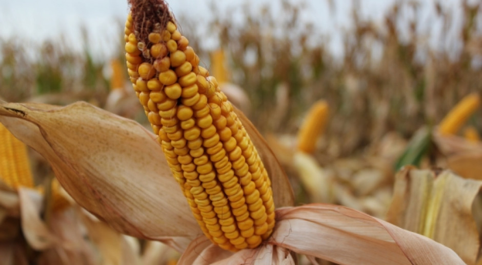 Fot. farmer.pl Mocny wzrost ceny amerykańskiej kukurydzy