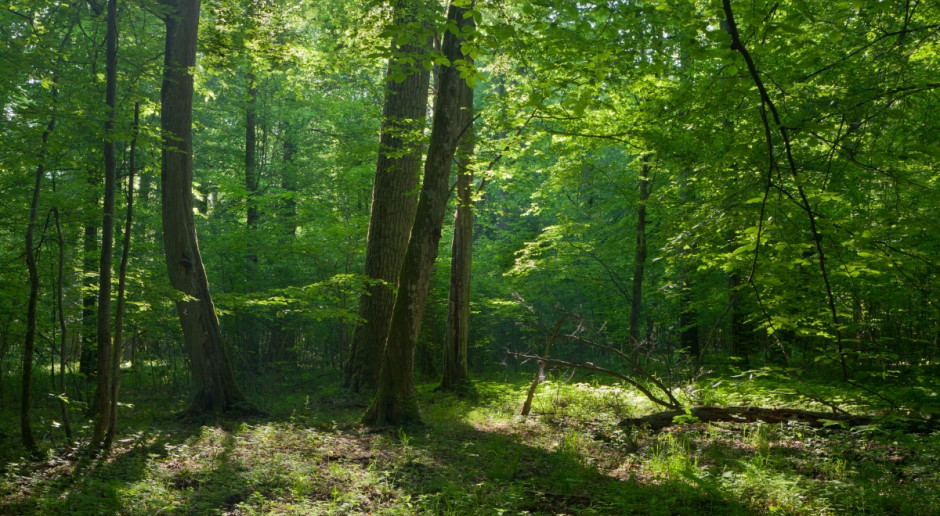 Celem inicjatywy ma być ochrona praw zwierząt, ochrona Puszczy Białowieskiej, a także polskich parków narodowych, fot. Shutterstock PO chce powołać Komitet Obrony Przyrody